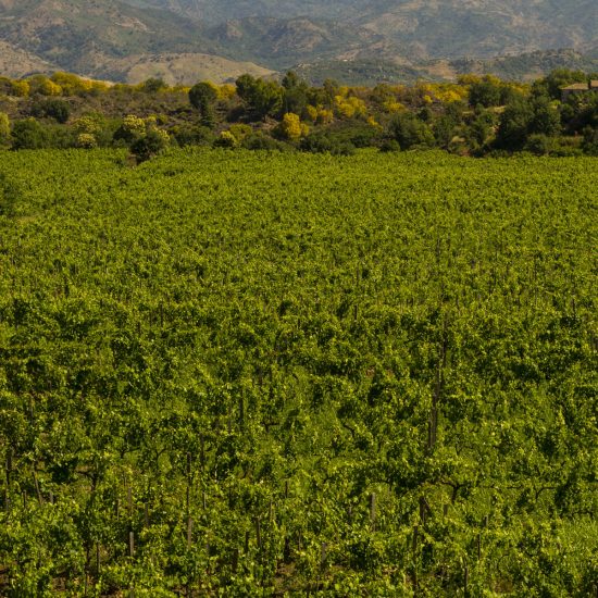 luoghi-del-vino_10