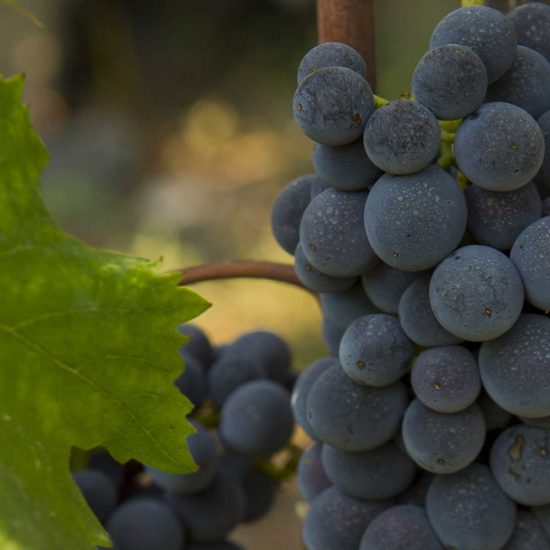 luoghi-del-vino_8