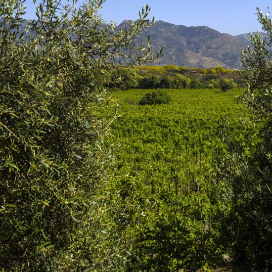 new-2-luoghi-del-vino_11