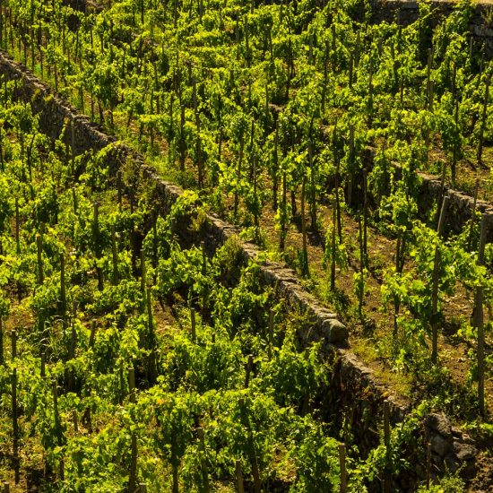 new-2-luoghi-del-vino_12