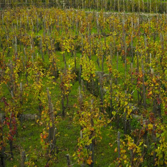 new-2-luoghi-del-vino_4